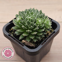 Load image into Gallery viewer, Sempervivum arachnoideum 'Tiny Tots'
