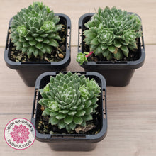 Load image into Gallery viewer, Sempervivum arachnoideum 'Tiny Tots'
