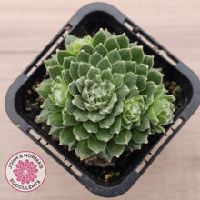 Load image into Gallery viewer, Sempervivum arachnoideum 'Tiny Tots'
