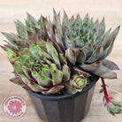 Sempervivum 'Reward'
