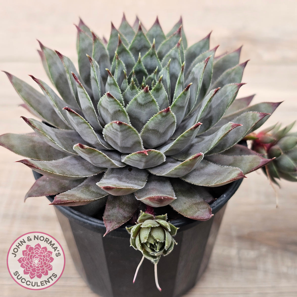 Sempervivum 'Reward'
