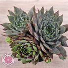 Sempervivum 'Reward'
