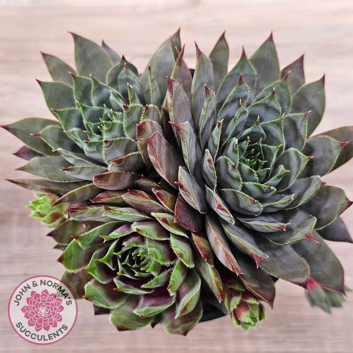 Sempervivum 'Reward'
