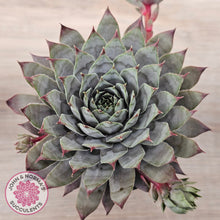 Load image into Gallery viewer, Sempervivum &#39;Reward&#39;
