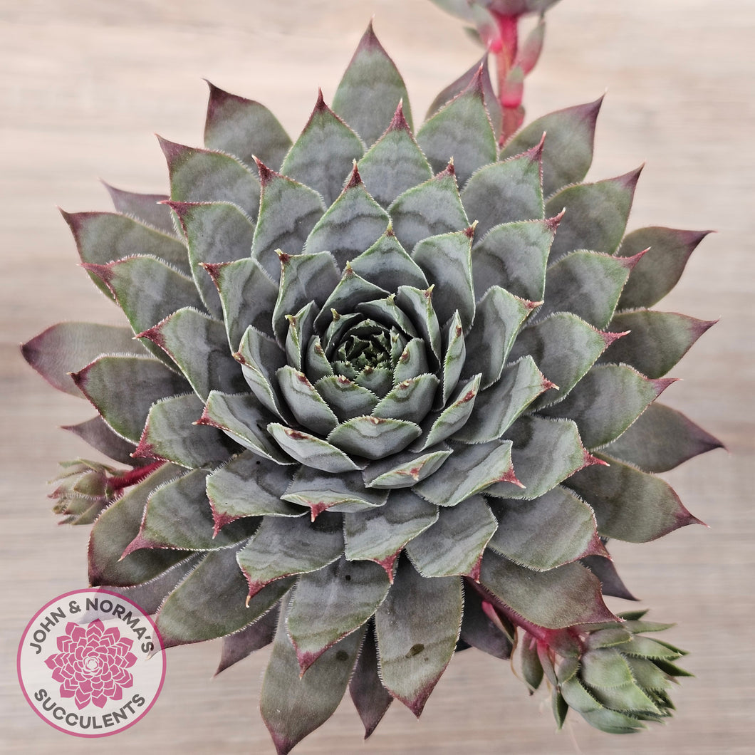 Sempervivum 'Reward'