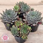 Sempervivum 'Reward'