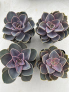 Echeveria Perle Von Nurnberg