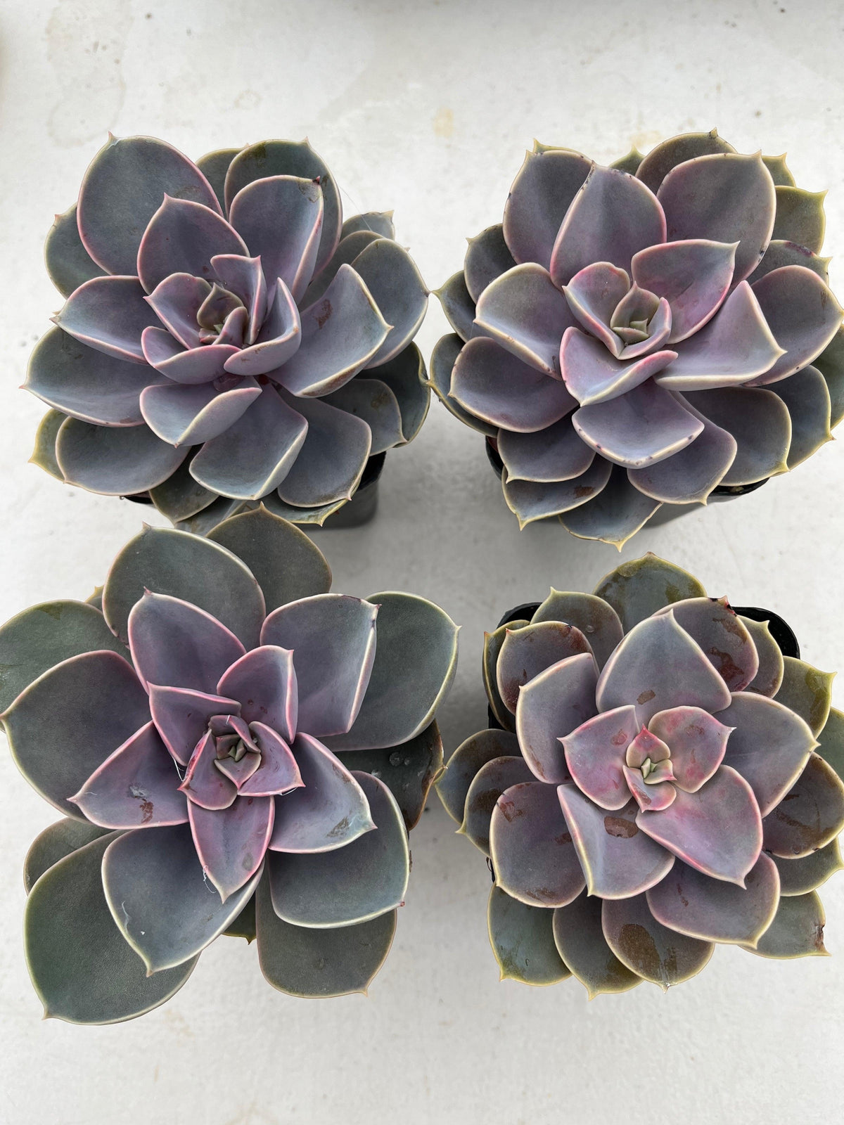 Echeveria Perle Von Nurnberg