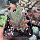 Pachyveria Dr Cornelius