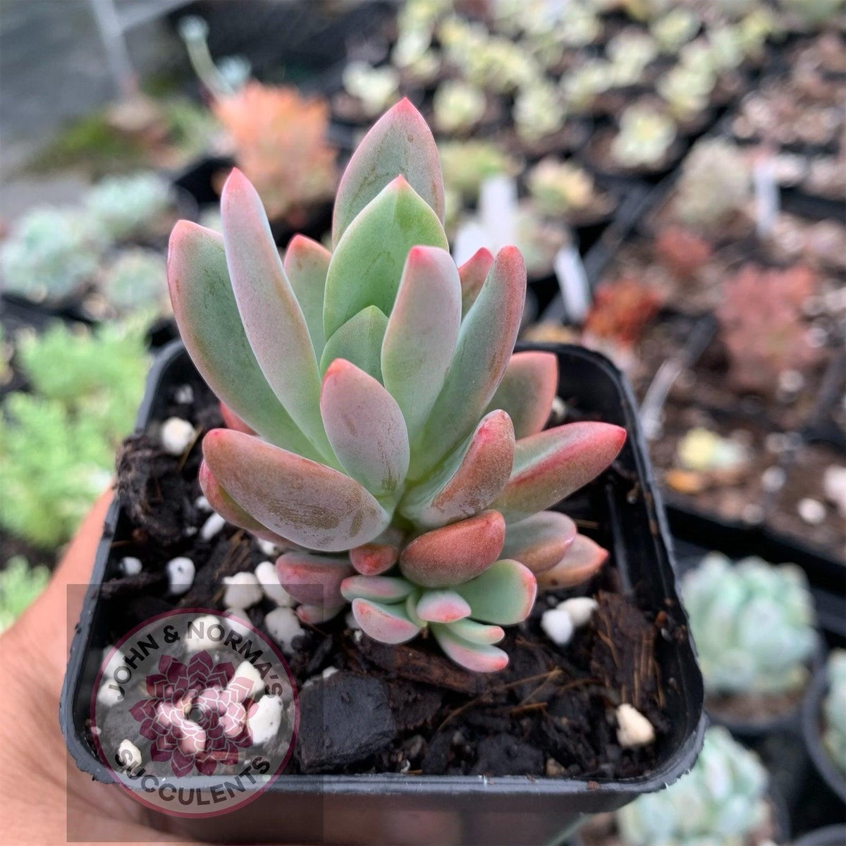 Pachyveria Dr Cornelius