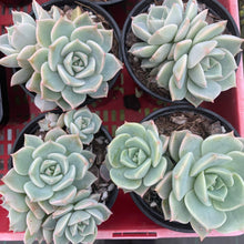 Load image into Gallery viewer, Graptoveria Titubans - John &amp; Norma&#39;s Succulents
