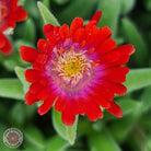 Delosperma Cooperi 'Jewel of the Desert Garnet' (Ice Plant)