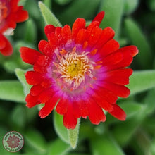 Load image into Gallery viewer, Delosperma Cooperi &#39;Jewel of the Desert Garnet&#39; (Ice Plant) - John &amp; Norma&#39;s Succulents
