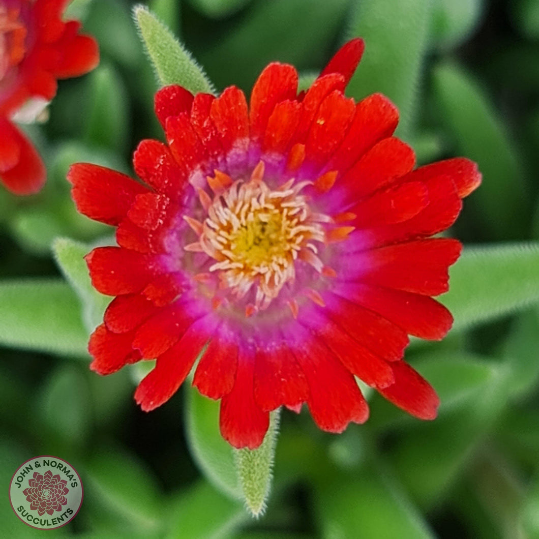 Delosperma Cooperi 'Jewel of the Desert Garnet' (Ice Plant) - John & Norma's Succulents