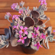 Load image into Gallery viewer, Kalanchoe Pumila (quicksilver) - John &amp; Norma&#39;s Succulents
