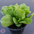 Adromischus Cristatus var. Zeyheri