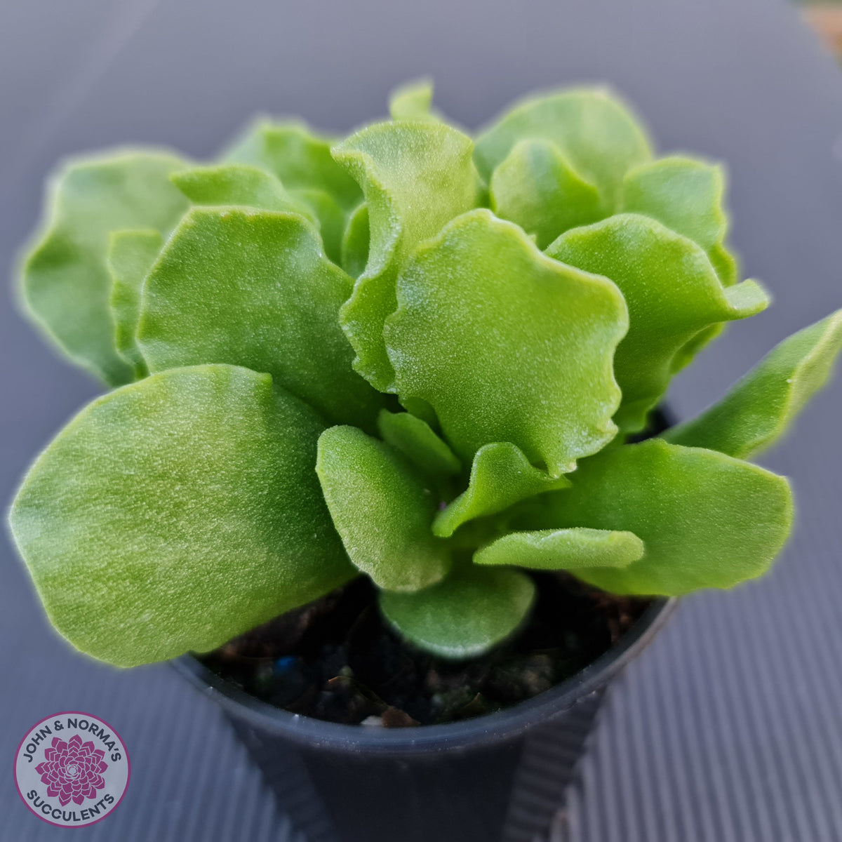 Adromischus Cristatus var. Zeyheri