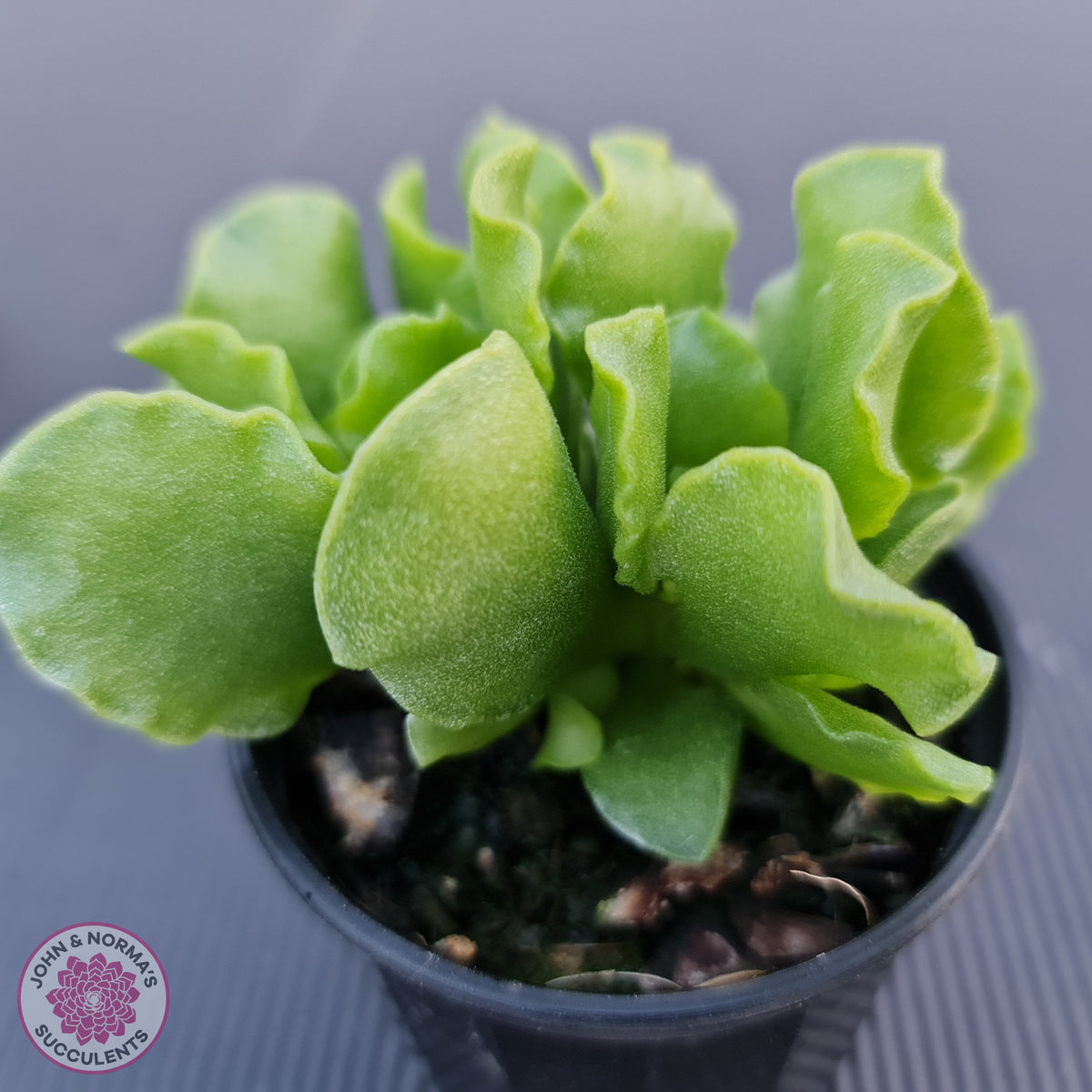 Adromischus Cristatus var. Zeyheri