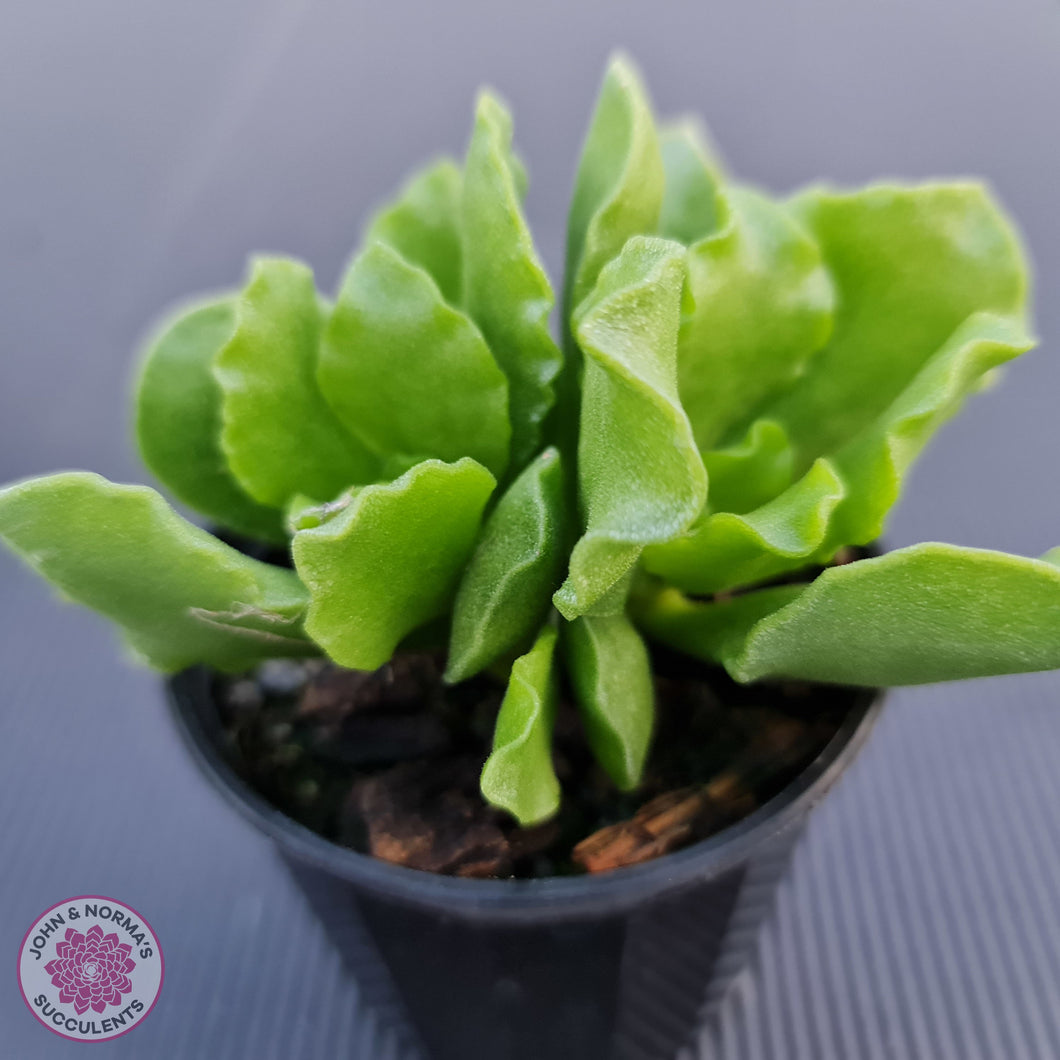 Adromischus Cristatus var. Zeyheri - John & Norma's Succulents