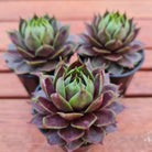 Sempervivum 'Slabber's Seedling'