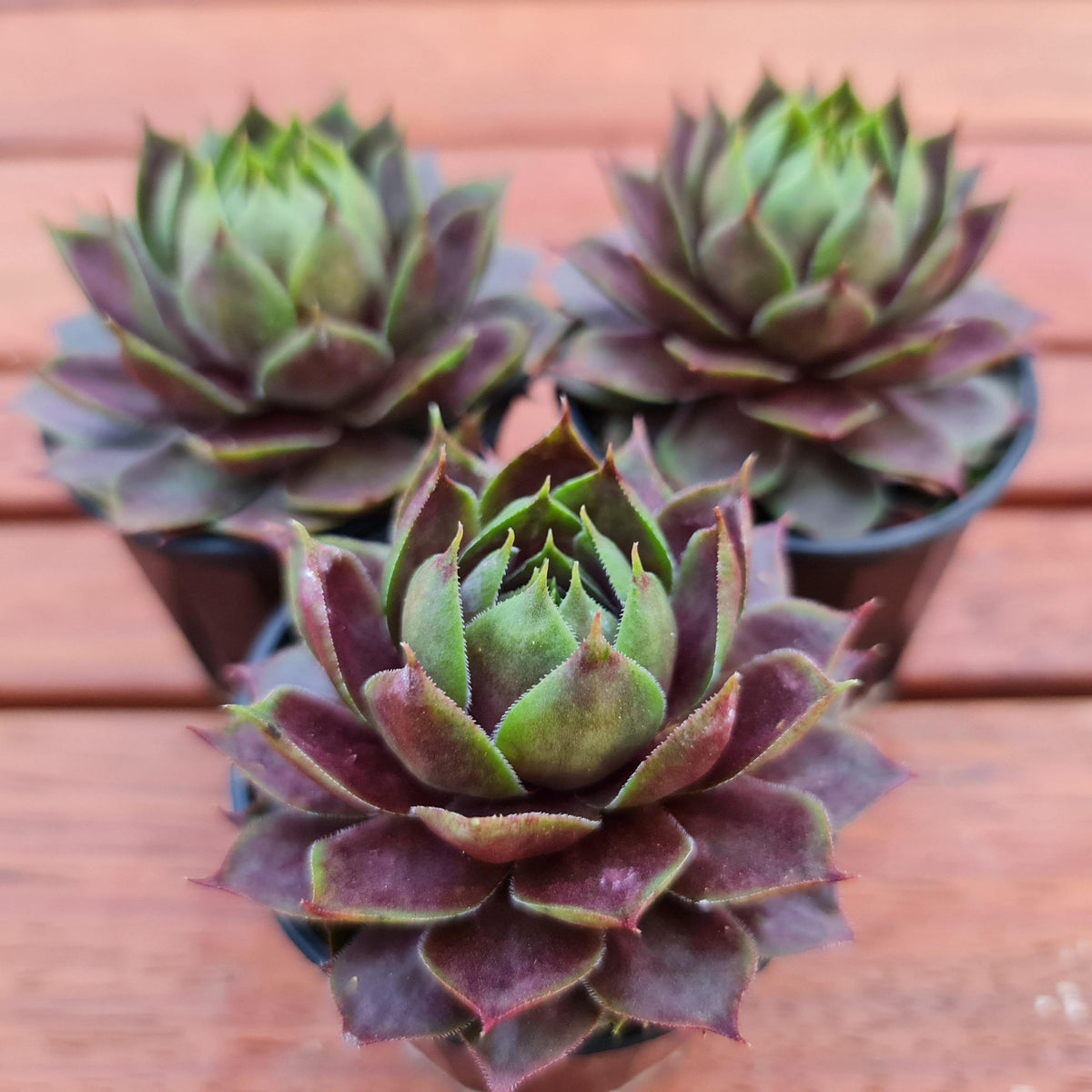 Sempervivum 'Slabber's Seedling'