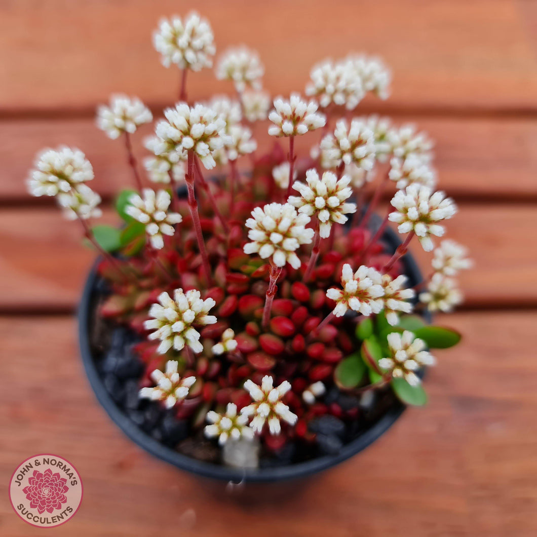 Crassula atropurpurea var. anomala - John & Norma's Succulents