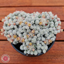 Load image into Gallery viewer, Mammillaria gracilis fragilis (Thimble Cactus) - John &amp; Norma&#39;s Succulents
