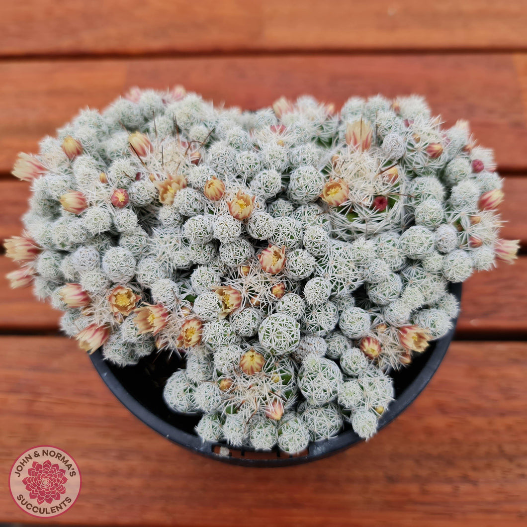 Mammillaria gracilis fragilis (Thimble Cactus) - John & Norma's Succulents