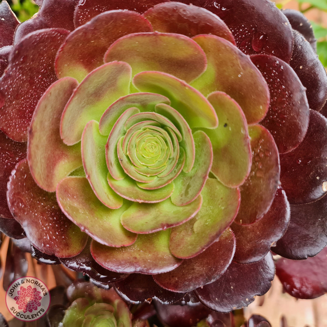 Aeonium 'Blushing Beauty' Cutting - John & Norma's Succulents