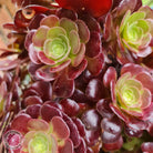 Aeonium 'Blushing Beauty' Cutting