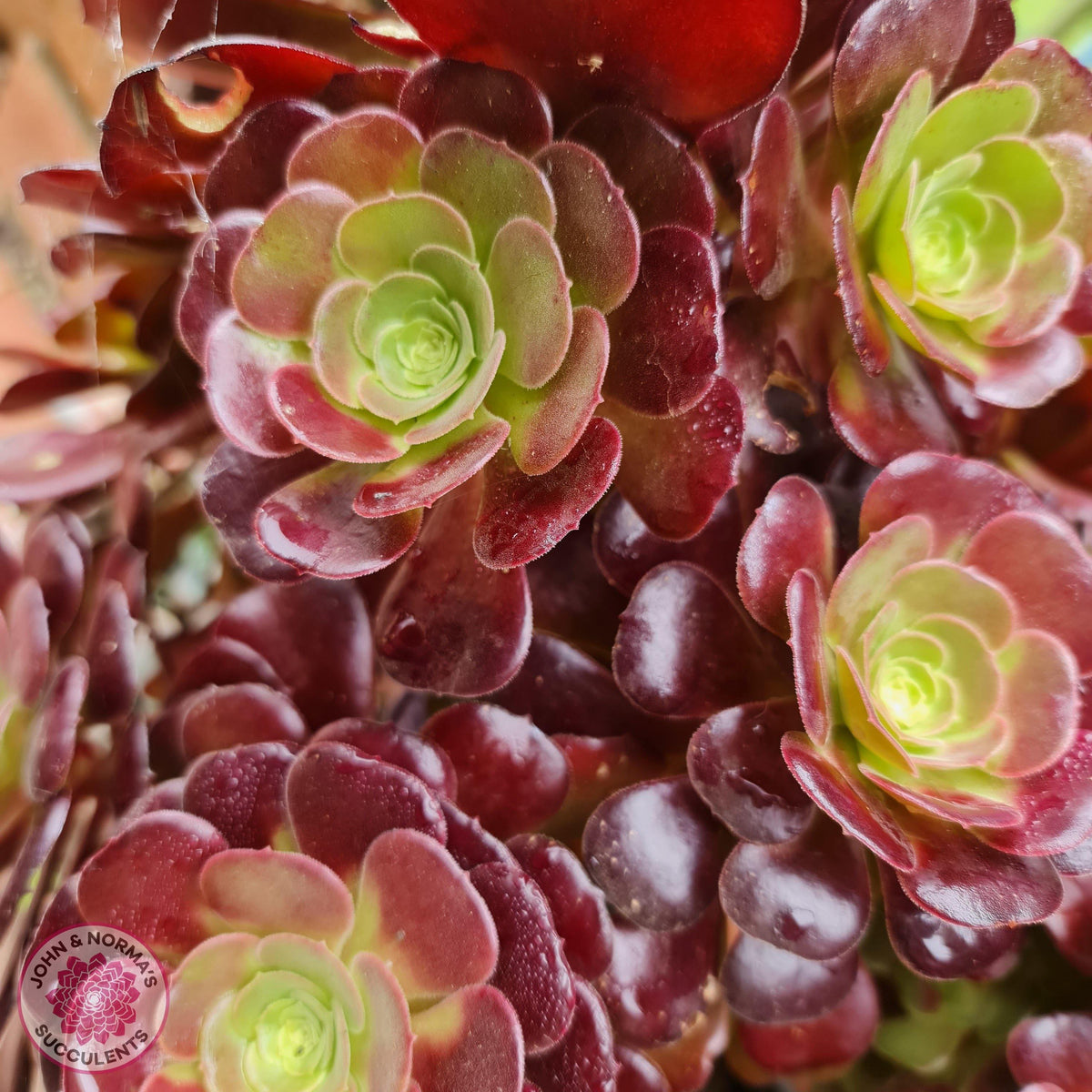 Aeonium 'Blushing Beauty' Cutting