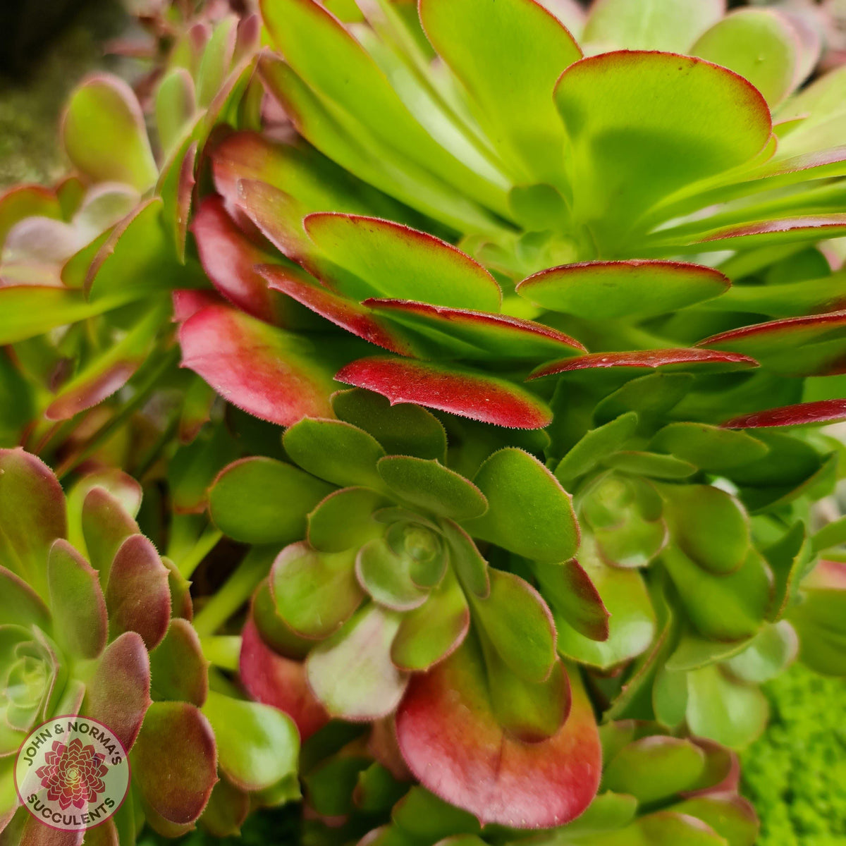 Aeonium 'Blushing Beauty' Cutting