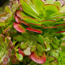 Load image into Gallery viewer, Aeonium &#39;Blushing Beauty&#39; Cutting - John &amp; Norma&#39;s Succulents
