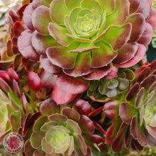 Load image into Gallery viewer, Aeonium &#39;Blushing Beauty&#39; Cutting - John &amp; Norma&#39;s Succulents
