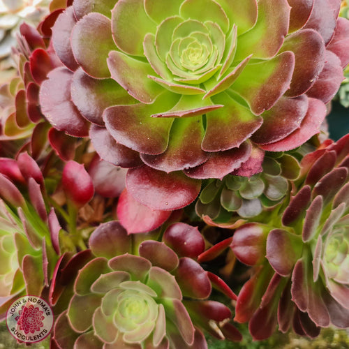 Aeonium 'Blushing Beauty' Cutting - John & Norma's Succulents