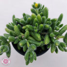 Delosperma echinatum 'Pickle Plant'