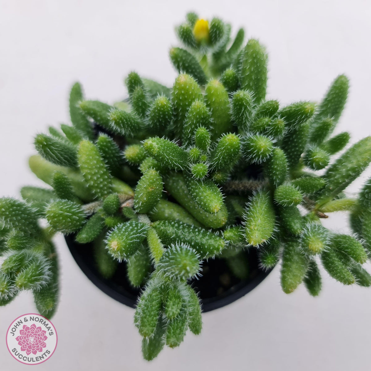 Delosperma echinatum 'Pickle Plant'
