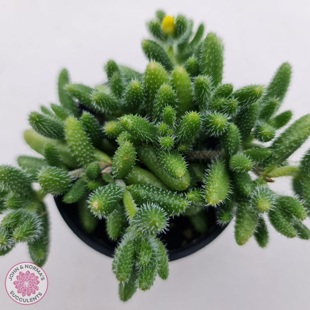 Delosperma echinatum 'Pickle Plant' - John & Norma's Succulents