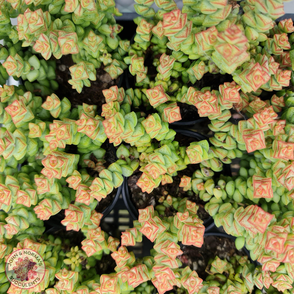 Crassula Tom Thumb - 3 x Cuttings