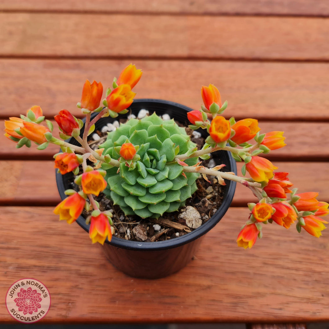 Echeveria Dondo - John & Norma's Succulents