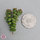 Crassula Tom Thumb - 3 x Cuttings
