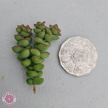 Load image into Gallery viewer, Crassula Tom Thumb - Cuttings - John &amp; Norma&#39;s Succulents
