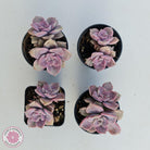 Graptopetalum 'Purple Delight' aka Graptoveria Crystal