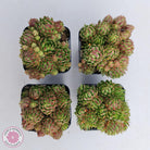 Sempervivum globiferum subsp. allionii