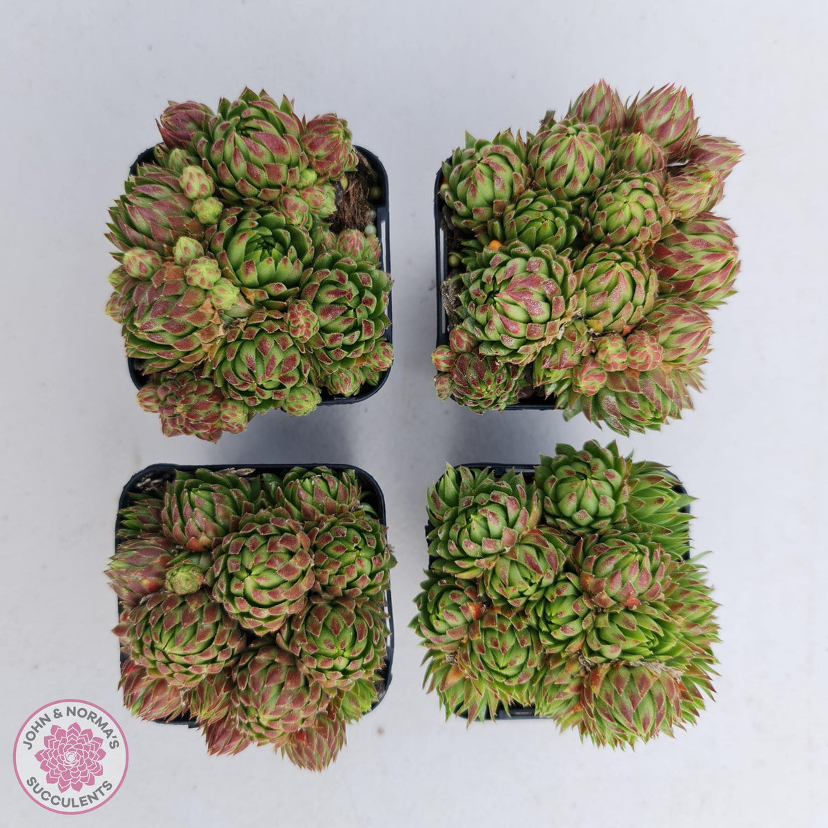 Sempervivum globiferum subsp. allionii