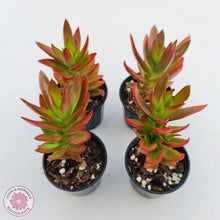 Load image into Gallery viewer, Crassula Capitella Campfire - John &amp; Norma&#39;s Succulents
