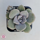 Graptoveria Margaret Rose