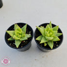 Echeveria agavoides 'Corderoyi' aka 'Aquamarine'