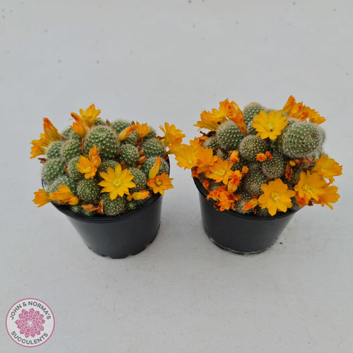Rebutia pulvinosa - Crown Cactus - Orange/Gold flowers - John & Norma's Succulents