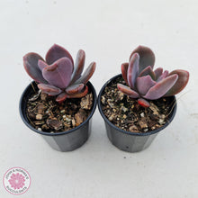 Load image into Gallery viewer, Pachyveria Blue Tongue - John &amp; Norma&#39;s Succulents
